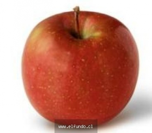 Manzana Fuji Premium