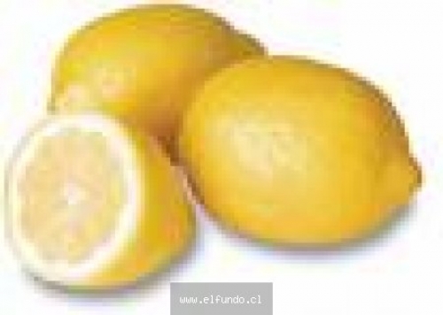 Limon Malla