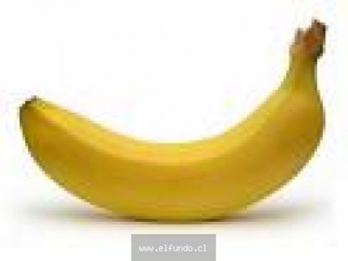 Platanos