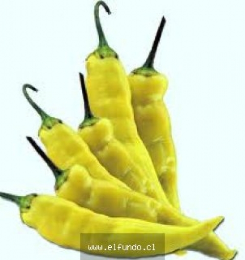 Aji Verde Kg.