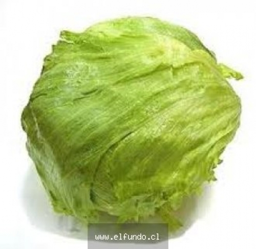 Lechuga Escarola