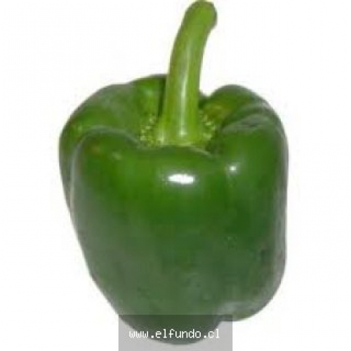 Pimentones Verdes
