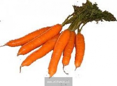 Zanahorias Saco 40 K